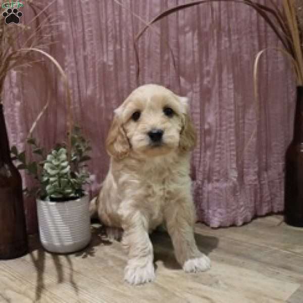 Macy, Mini Goldendoodle Puppy